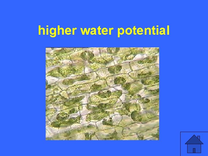 IV 10 a higher water potential 35 