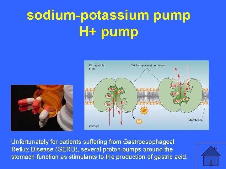 sodium-potassium pump IV 15 a H+ pump Unfortunately for patients suffering from Gastroesophageal Reflux