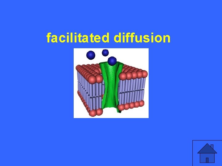 IV 20 a facilitated diffusion 39 