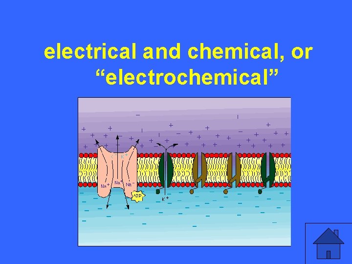 IVelectrical 25 a and chemical, or “electrochemical” 41 