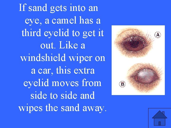 If sand gets into an eye, a camel has a V 5 a third