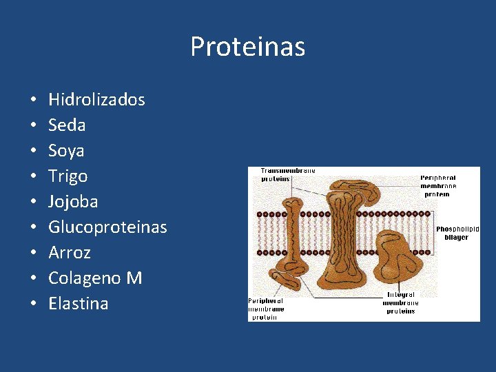 Proteinas • • • Hidrolizados Seda Soya Trigo Jojoba Glucoproteinas Arroz Colageno M Elastina