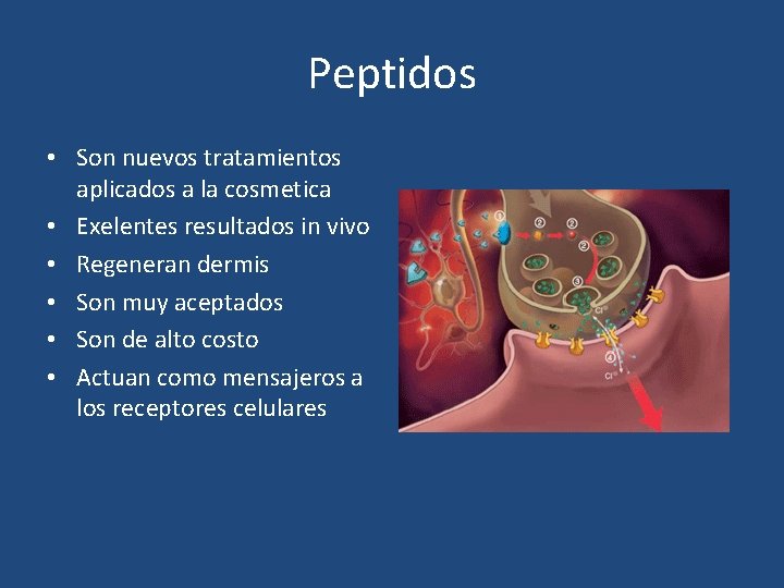 Peptidos • Son nuevos tratamientos aplicados a la cosmetica • Exelentes resultados in vivo