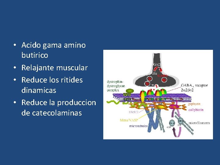  • Acido gama amino butirico • Relajante muscular • Reduce los ritides dinamicas