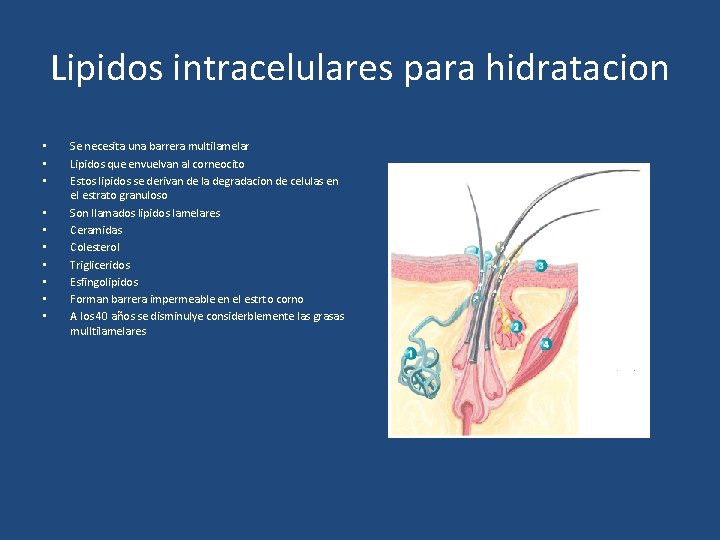 Lipidos intracelulares para hidratacion • • • Se necesita una barrera multilamelar Lipidos que