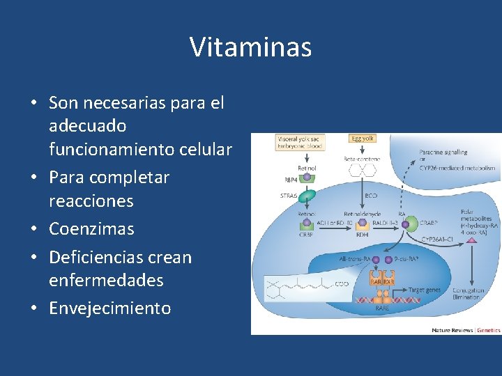 Vitaminas • Son necesarias para el adecuado funcionamiento celular • Para completar reacciones •