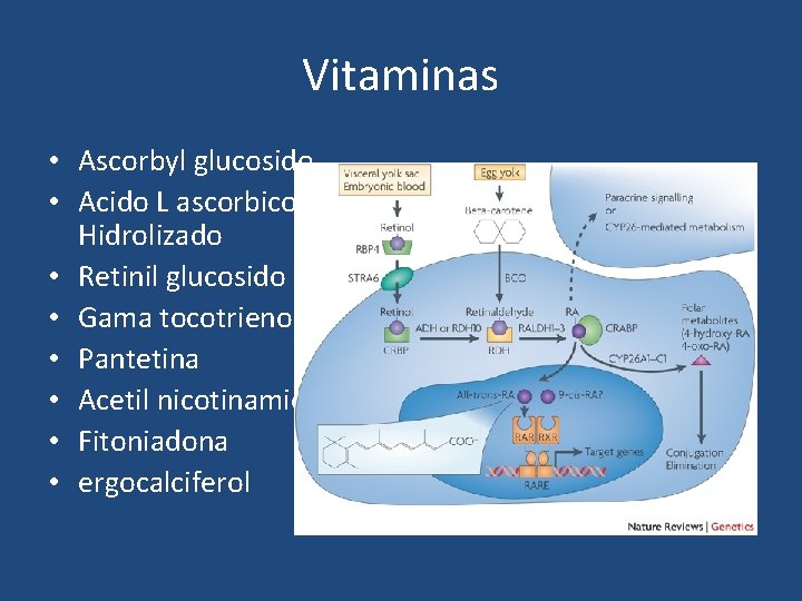 Vitaminas • Ascorbyl glucosido • Acido L ascorbico Hidrolizado • Retinil glucosido • Gama