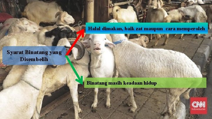 Halal dimakan, baik zat maupun cara memperoleh Syarat Binatang yang Disembelih Binatang masih keadaan