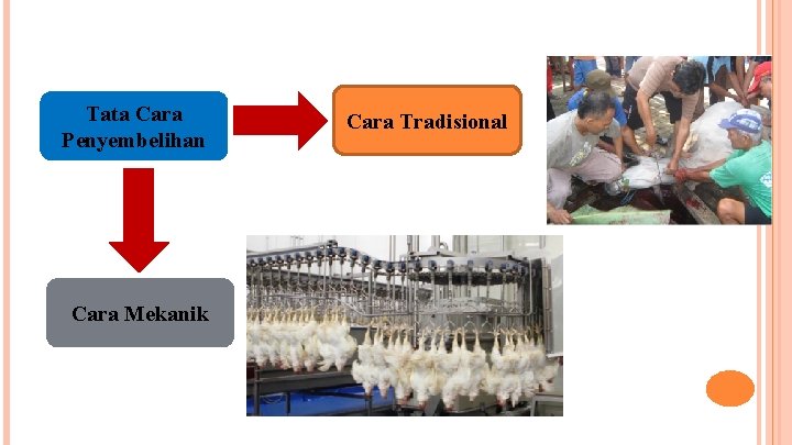 Tata Cara Penyembelihan Cara Mekanik Cara Tradisional 