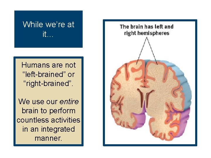 While we’re at it… Humans are not “left-brained” or “right-brained”. We use our entire