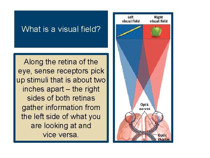 What is a visual field? Along the retina of the eye, sense receptors pick