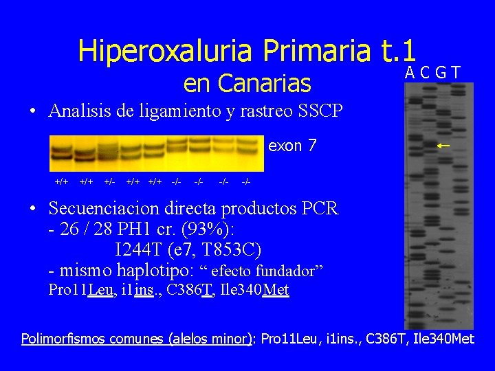 Hiperoxaluria Primaria t. 1 en Canarias ACGT • Analisis de ligamiento y rastreo SSCP