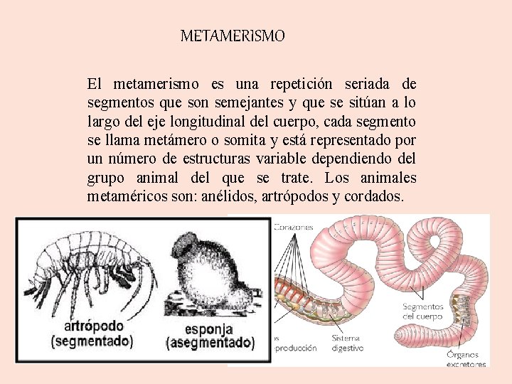 METAMERISMO El metamerismo es una repetición seriada de segmentos que son semejantes y que