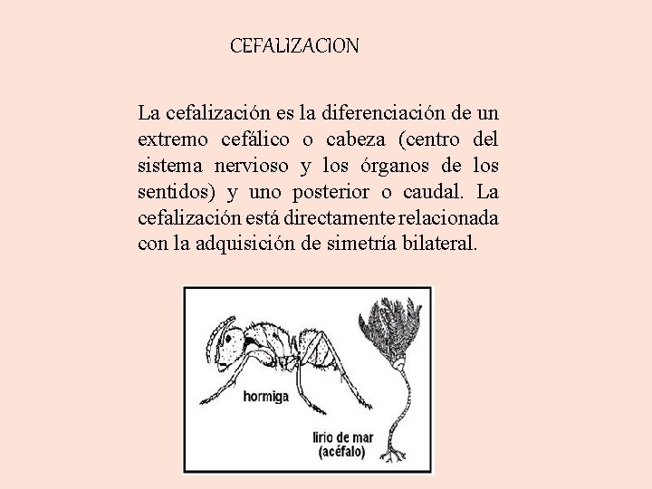 CEFALIZACION La cefalización es la diferenciación de un extremo cefálico o cabeza (centro del