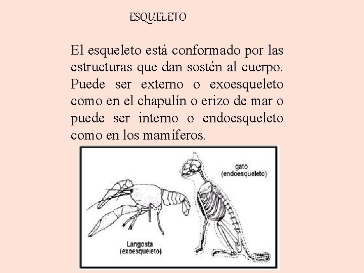 ESQUELETO El esqueleto está conformado por las estructuras que dan sostén al cuerpo. Puede