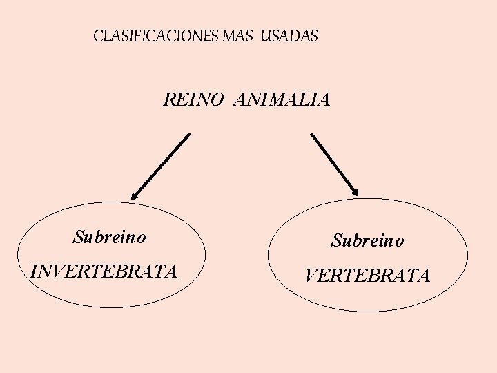 CLASIFICACIONES MAS USADAS REINO ANIMALIA Subreino INVERTEBRATA 