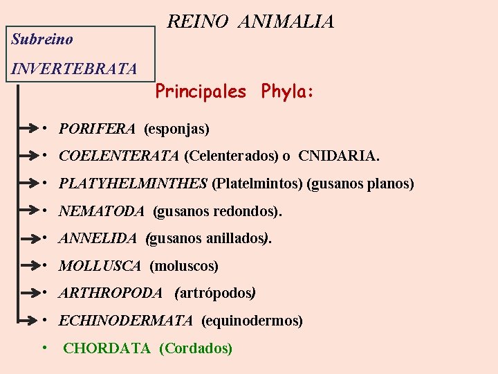 Subreino INVERTEBRATA REINO ANIMALIA Principales Phyla: • PORIFERA (esponjas) • COELENTERATA (Celenterados) o CNIDARIA.