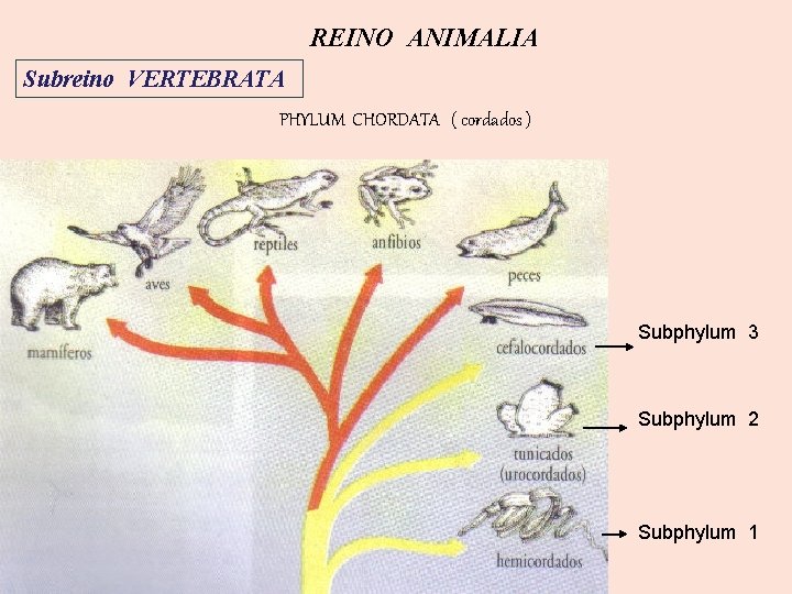 REINO ANIMALIA Subreino VERTEBRATA PHYLUM CHORDATA ( cordados ) Subphylum 3 Subphylum 2 Subphylum