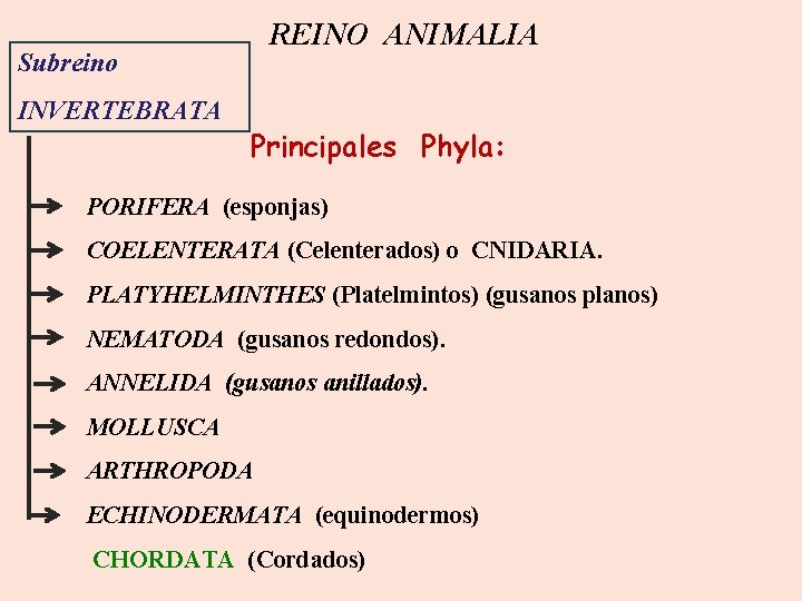 REINO ANIMALIA Subreino INVERTEBRATA Principales Phyla: PORIFERA (esponjas) COELENTERATA (Celenterados) o CNIDARIA. PLATYHELMINTHES (Platelmintos)