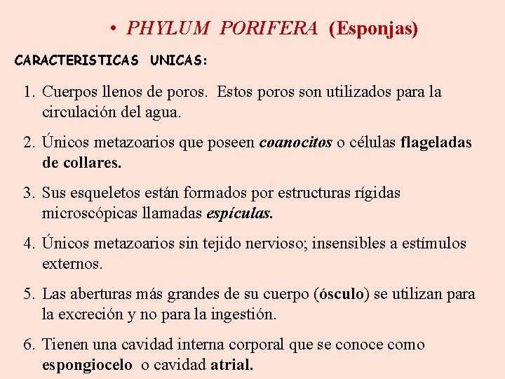  • PHYLUM PORIFERA (Esponjas) CARACTERISTICAS UNICAS: 1. Cuerpos llenos de poros. Estos poros