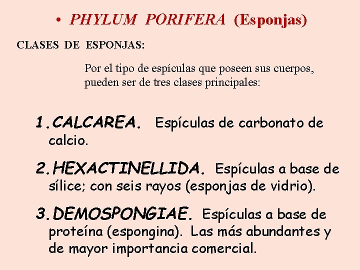  • PHYLUM PORIFERA (Esponjas) CLASES DE ESPONJAS: Por el tipo de espículas que