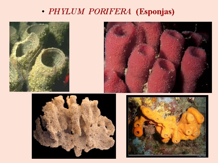  • PHYLUM PORIFERA (Esponjas) 