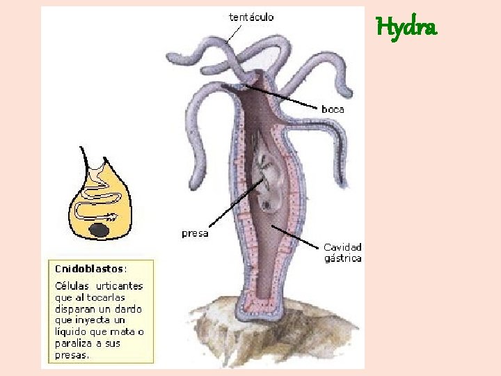 Hydra 