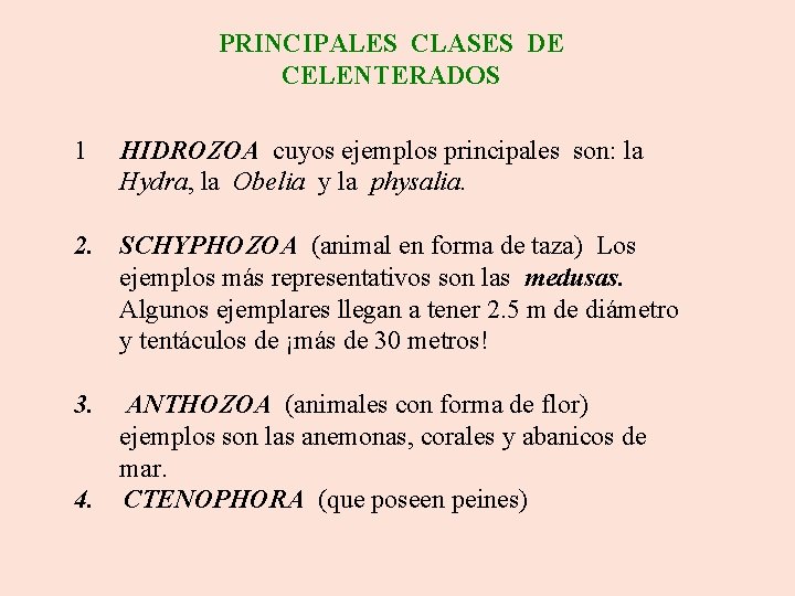 PRINCIPALES CLASES DE CELENTERADOS 1 HIDROZOA cuyos ejemplos principales son: la Hydra, la Obelia
