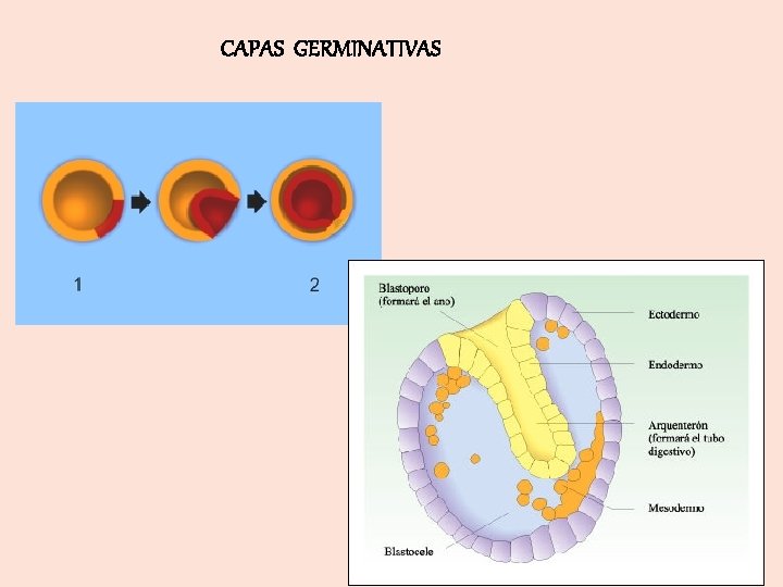 CAPAS GERMINATIVAS 