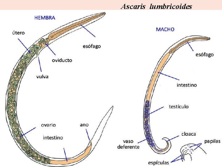 Ascaris lumbricoides 