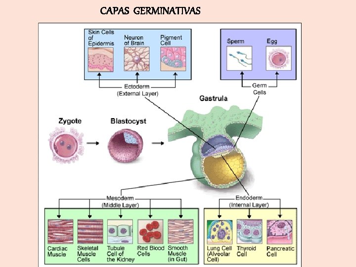 CAPAS GERMINATIVAS 