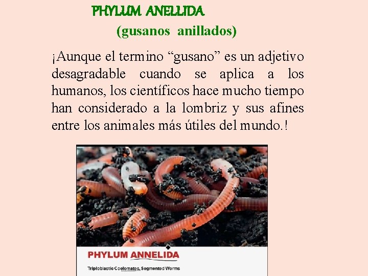 PHYLUM ANELLIDA (gusanos anillados) ¡Aunque el termino “gusano” es un adjetivo desagradable cuando se