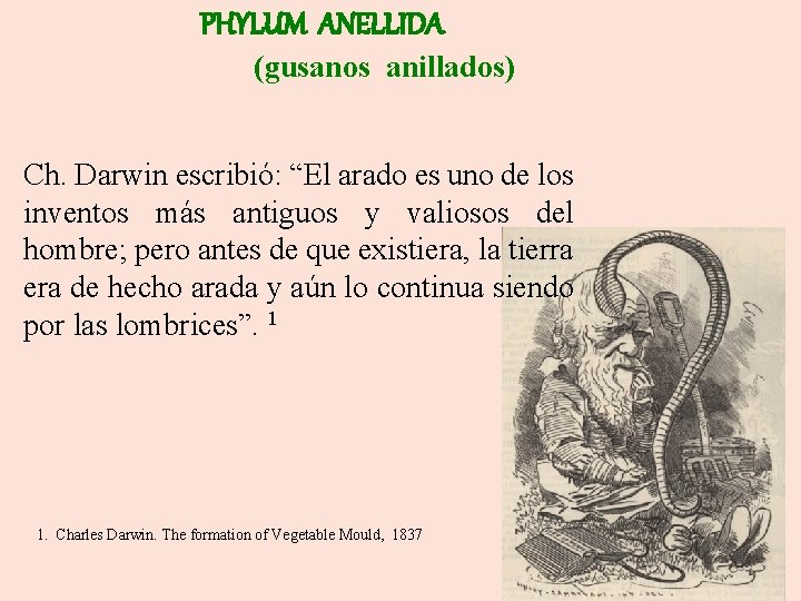 PHYLUM ANELLIDA (gusanos anillados) Ch. Darwin escribió: “El arado es uno de los inventos