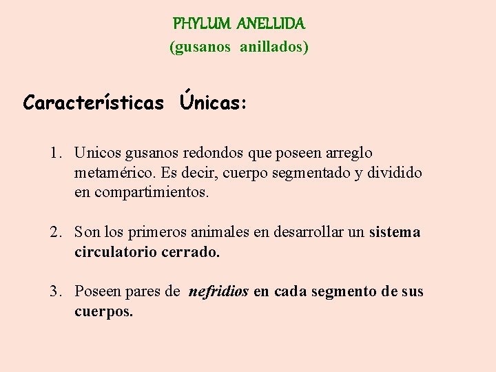PHYLUM ANELLIDA (gusanos anillados) Características Únicas: 1. Unicos gusanos redondos que poseen arreglo metamérico.