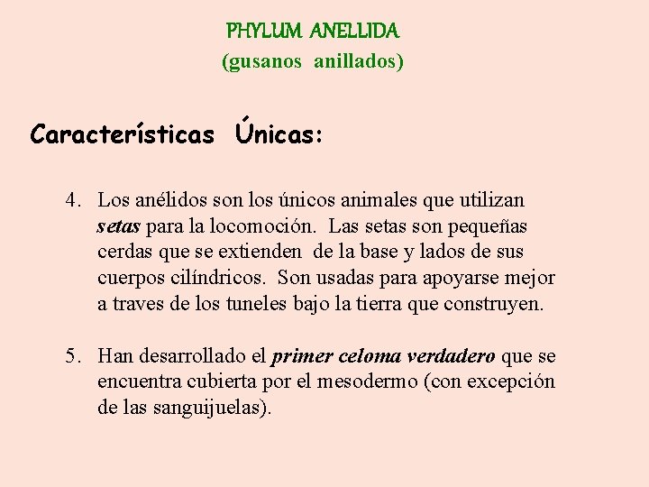 PHYLUM ANELLIDA (gusanos anillados) Características Únicas: 4. Los anélidos son los únicos animales que