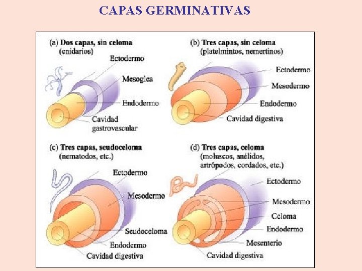 CAPAS GERMINATIVAS 