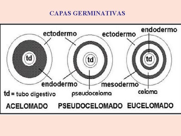 CAPAS GERMINATIVAS 