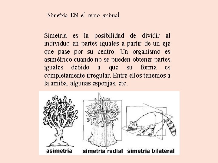 Simetría EN el reino animal Simetría es la posibilidad de dividir al individuo en