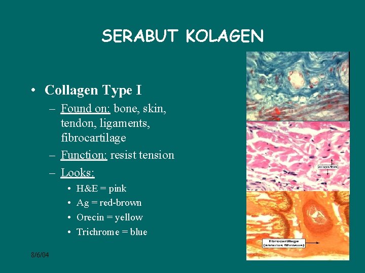 SERABUT KOLAGEN • Collagen Type I – Found on: bone, skin, tendon, ligaments, fibrocartilage