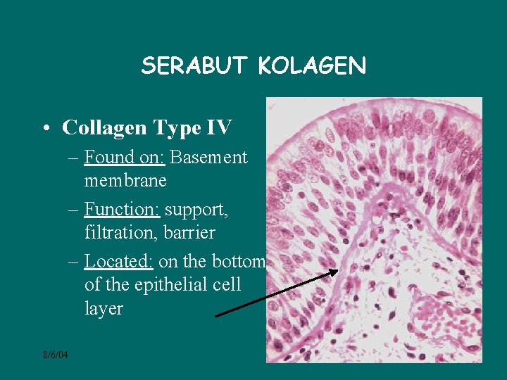 SERABUT KOLAGEN • Collagen Type IV – Found on: Basement membrane – Function: support,