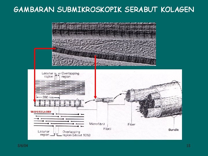 GAMBARAN SUBMIKROSKOPIK SERABUT KOLAGEN TROPOKOLAGEN 8/6/04 18 