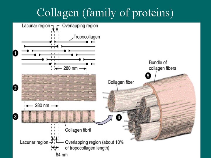 Collagen (family of proteins) 