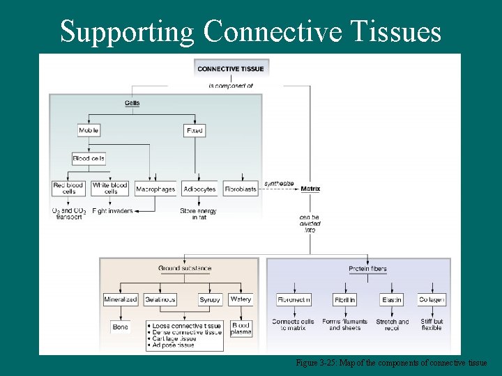Supporting Connective Tissues 8/6/04 2 Figure 3 -25: Map of the components of connective
