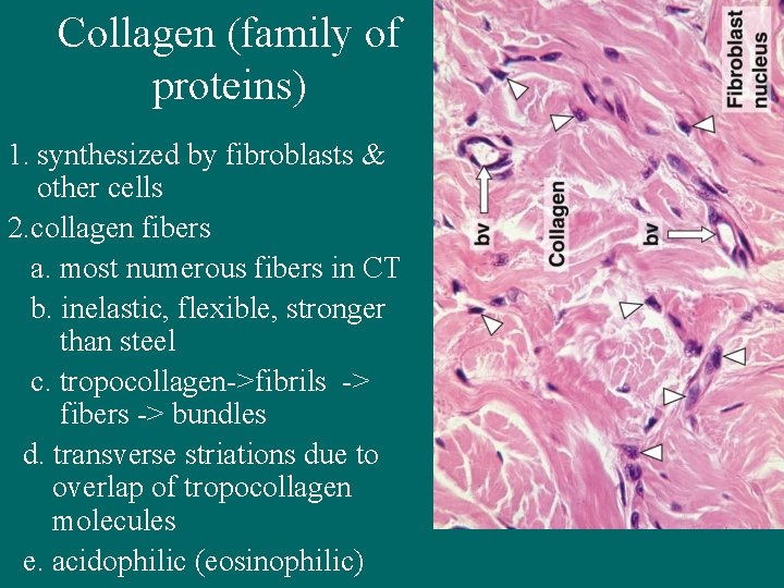 Collagen (family of proteins) 1. synthesized by fibroblasts & other cells 2. collagen fibers