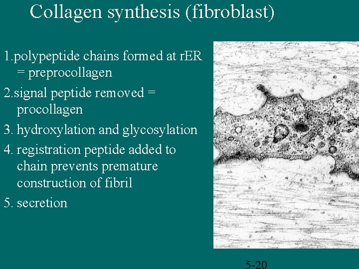 Collagen synthesis (fibroblast) 1. polypeptide chains formed at r. ER = preprocollagen 2. signal