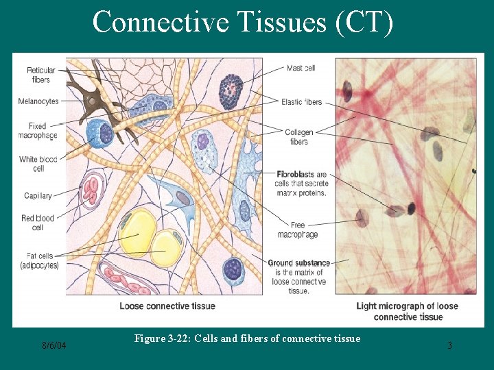 Connective Tissues (CT) 8/6/04 Figure 3 -22: Cells and fibers of connective tissue 3