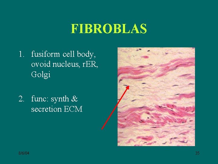 FIBROBLAS 1. fusiform cell body, ovoid nucleus, r. ER, Golgi 2. func: synth &