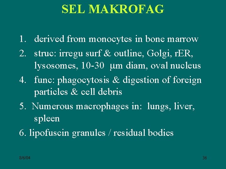 SEL MAKROFAG 1. derived from monocytes in bone marrow 2. struc: irregu surf &