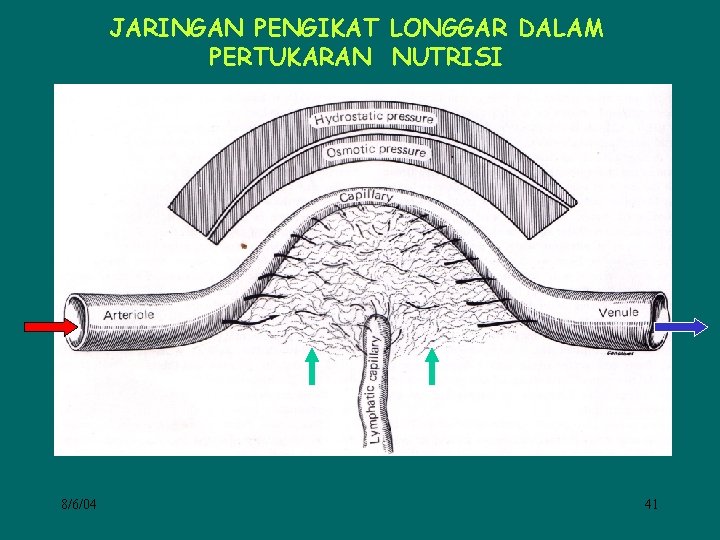 JARINGAN PENGIKAT LONGGAR DALAM PERTUKARAN NUTRISI 8/6/04 41 