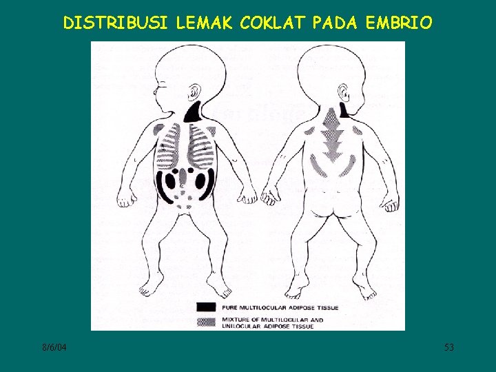 DISTRIBUSI LEMAK COKLAT PADA EMBRIO 8/6/04 53 